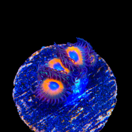 Johnny Pumpkin Seed Zoanthids Coral