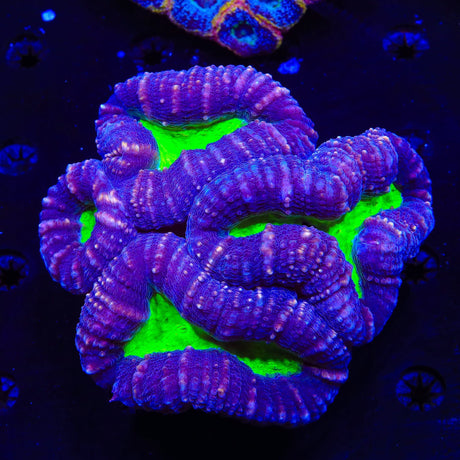 Joker Lobophyllia Colony Coral