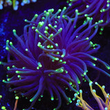 Joker Torch Coral