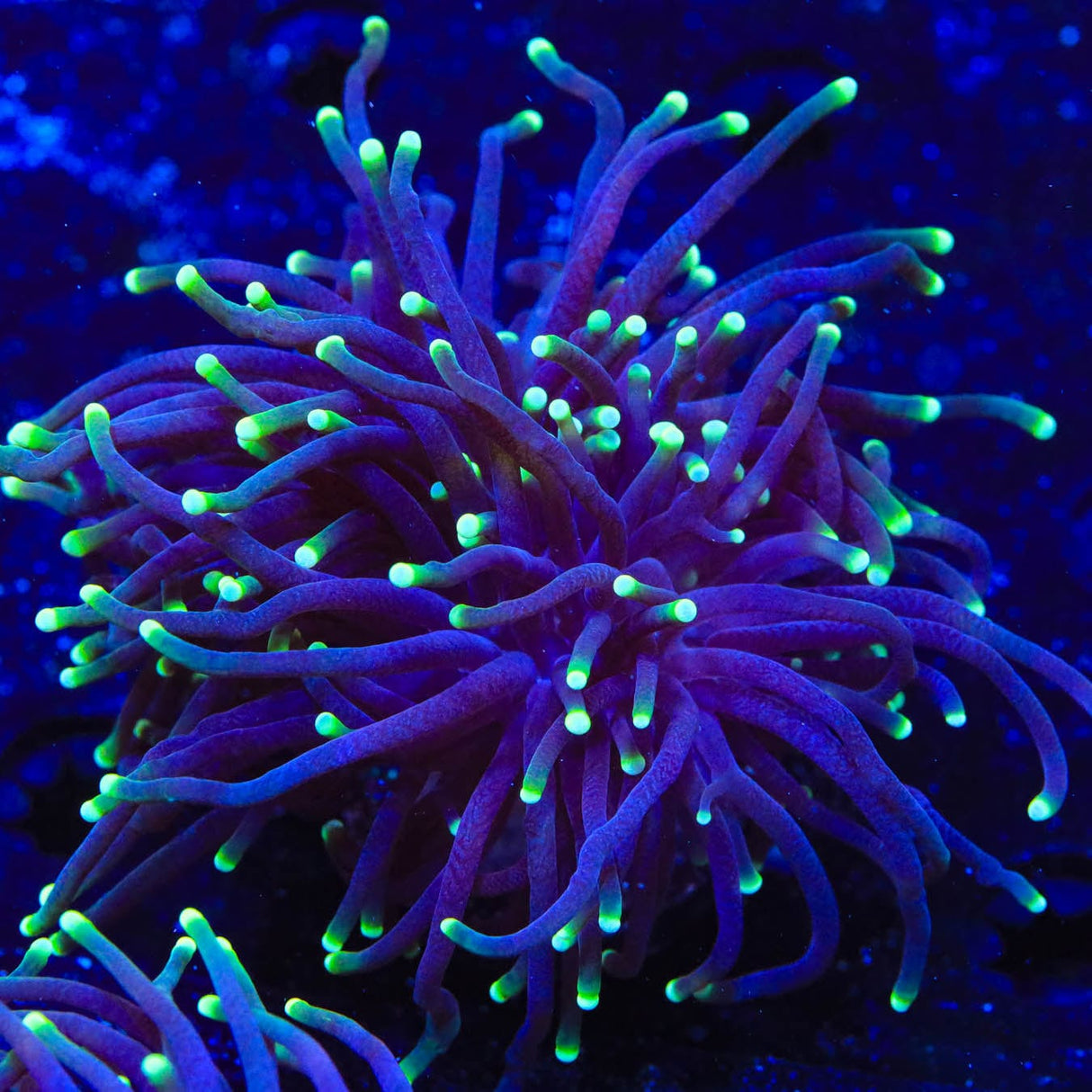 Joker Torch Coral