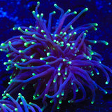 Joker Torch Coral