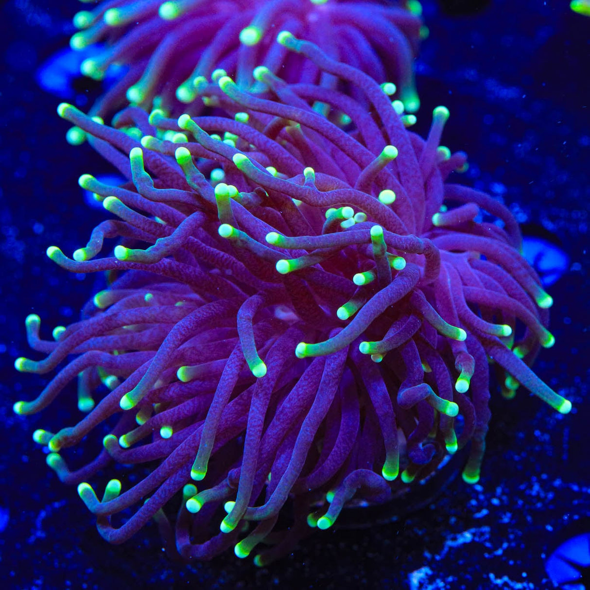 Joker Torch Coral