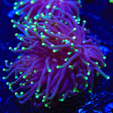 Joker Torch Coral