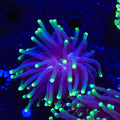Joker Torch Coral