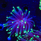 Joker Torch Coral
