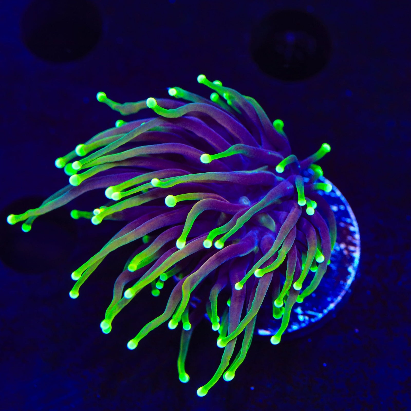 Joker Torch Coral