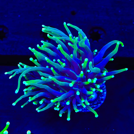Joker Torch Coral
