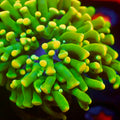 Jolly Rancher Hammer Coral