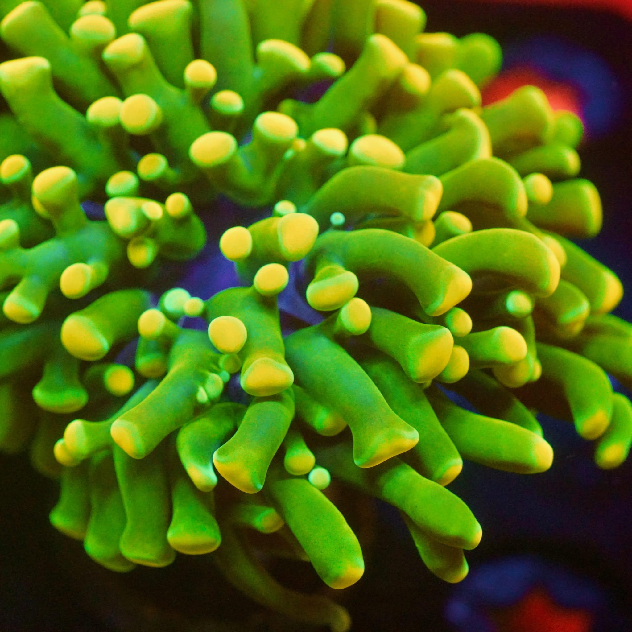 Jolly Rancher Hammer Coral