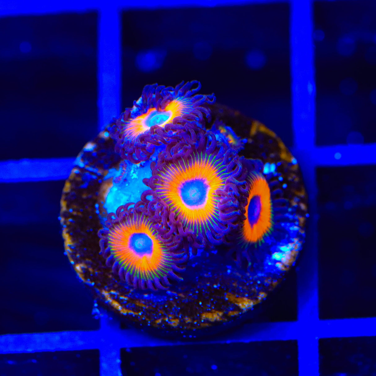Jonny Pumpkin Seed Zoanthids Coral