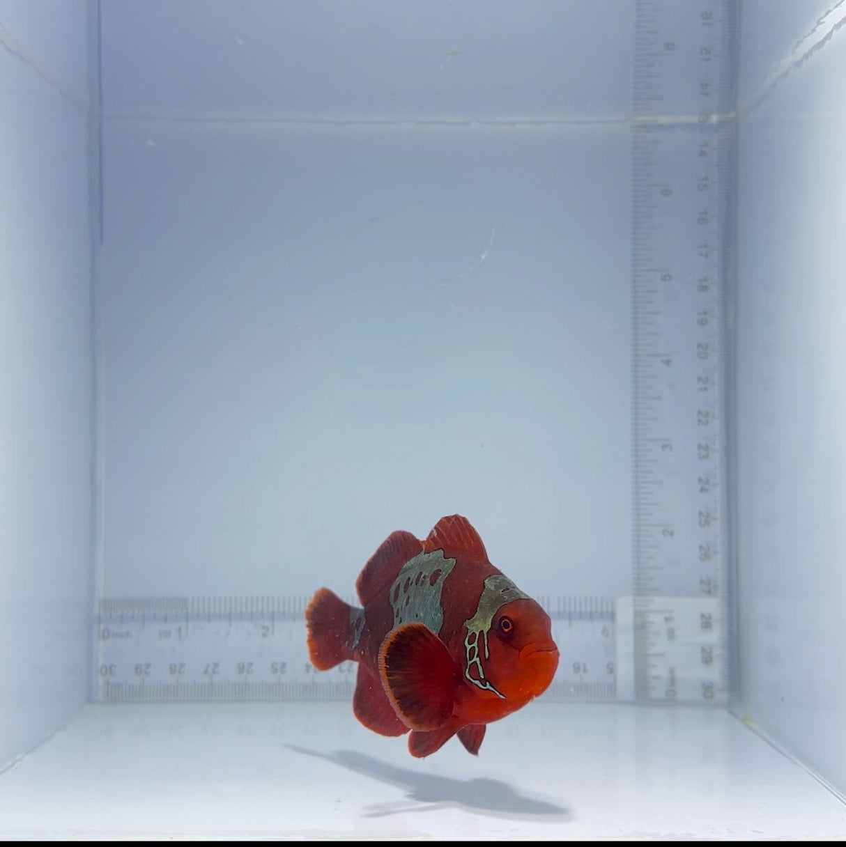 Jumbo Maroon Clownfish