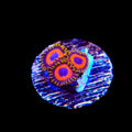 Jungle Juice Zoanthids Coral