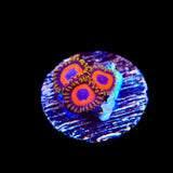Jungle Juice Zoanthids Coral
