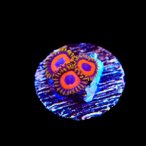 Jungle Juice Zoanthids Coral