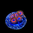 Jungle Juice Zoanthids Coral