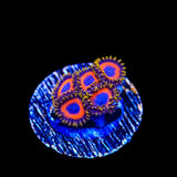 Jungle Juice Zoanthids Coral