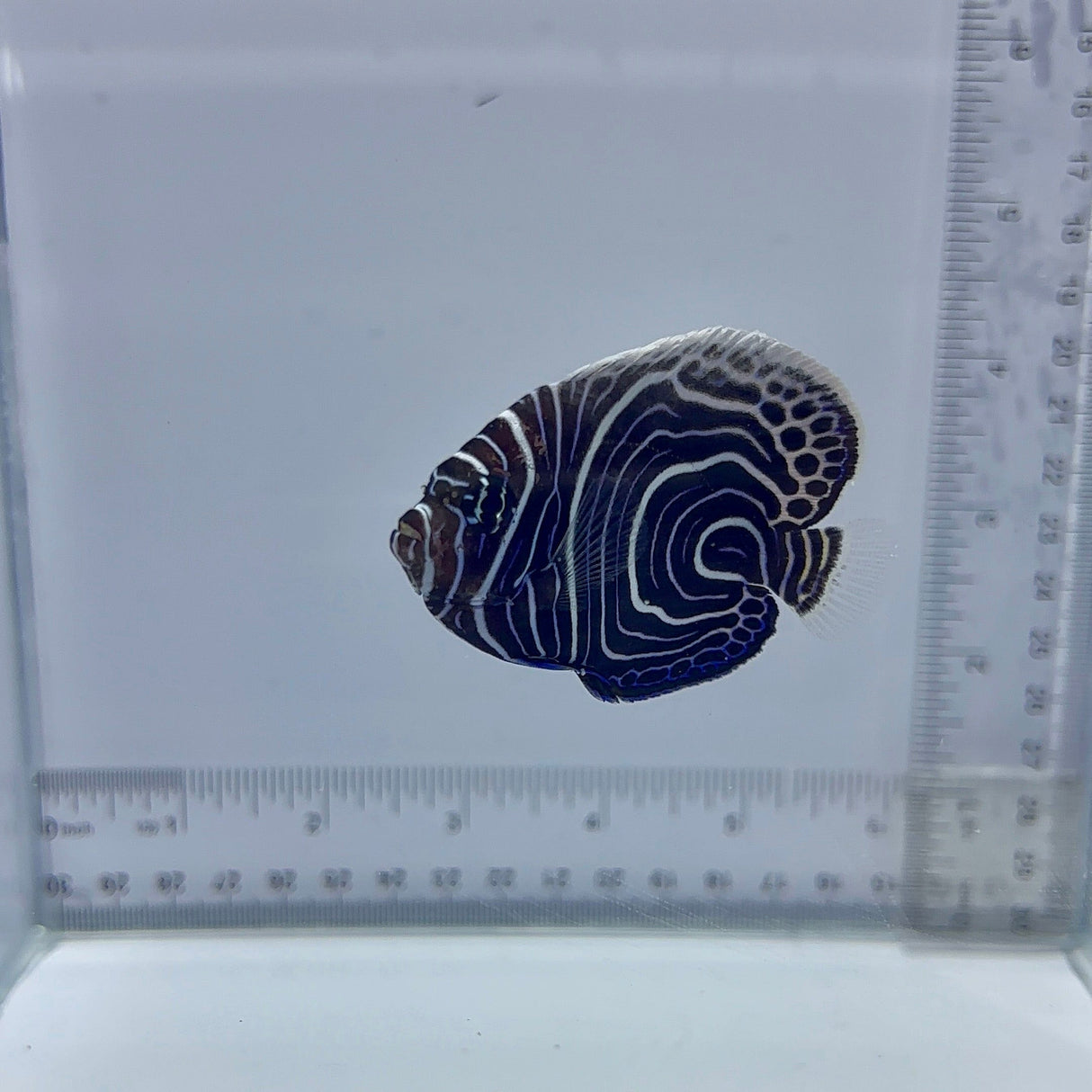 Juv. Emperor Angel Fish
