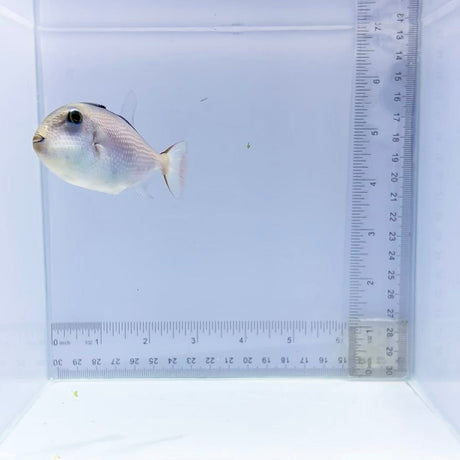 Juv. Goldenback Triggerfish (Xanthichthys caeruleolineatus)
