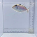 Juv. Goldenback Triggerfish (Xanthichthys caeruleolineatus)