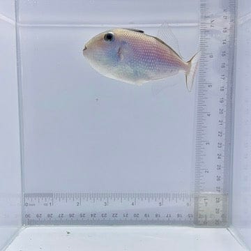 Juv. Goldenback Triggerfish (Xanthichthys caeruleolineatus)