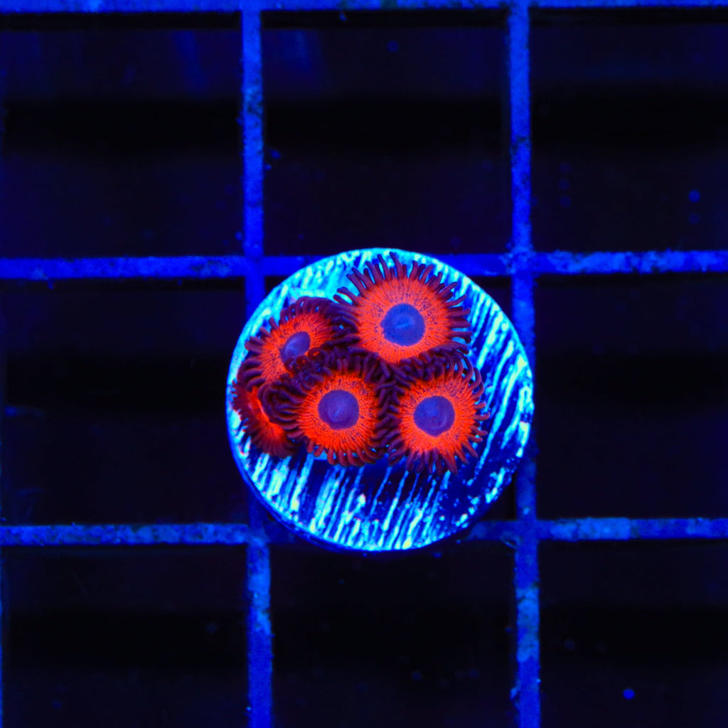 Kedds Reds Zoanthids Coral