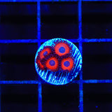 Kedds Reds Zoanthids Coral