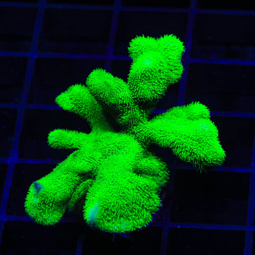 Kelly Green Psammocora Coral
