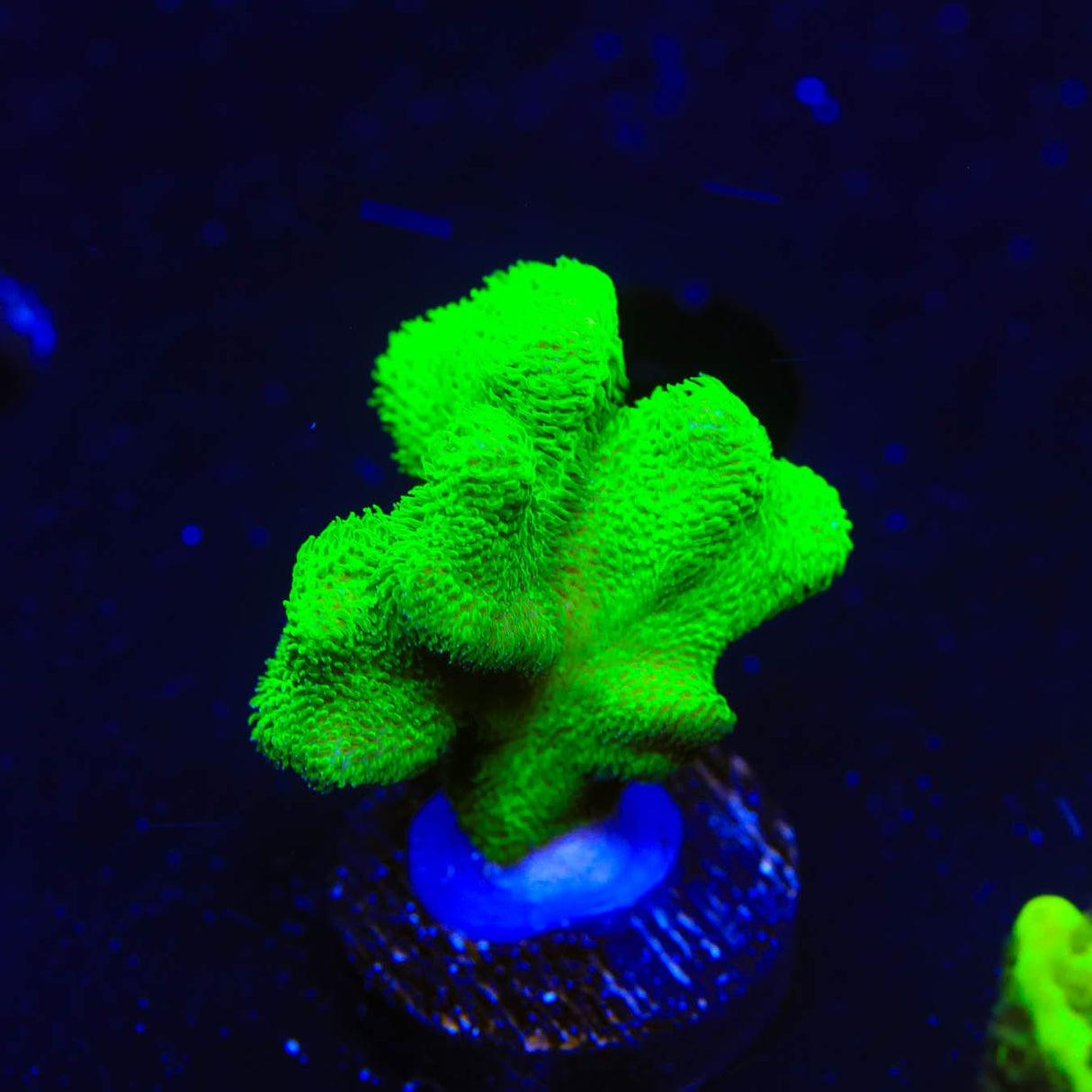 Kelly Green Psammocora Coral