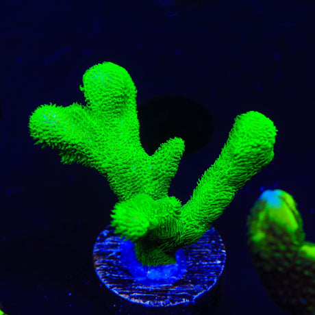 Kelly Green Psammocora Coral
