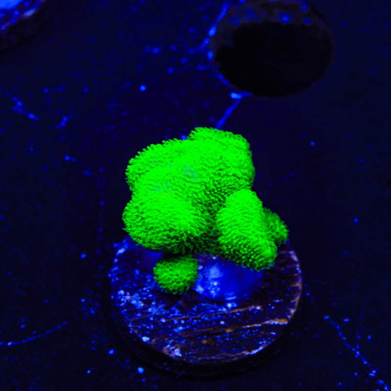 Kelly Green Psammocora Coral