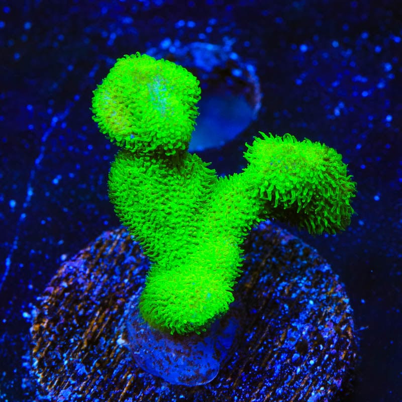 Kelly Green Psammocora Coral