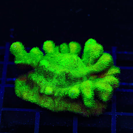 Kelly Green Psammocora XL Frag Coral