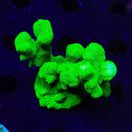 Kelly Green Psammocora XL Frag Coral