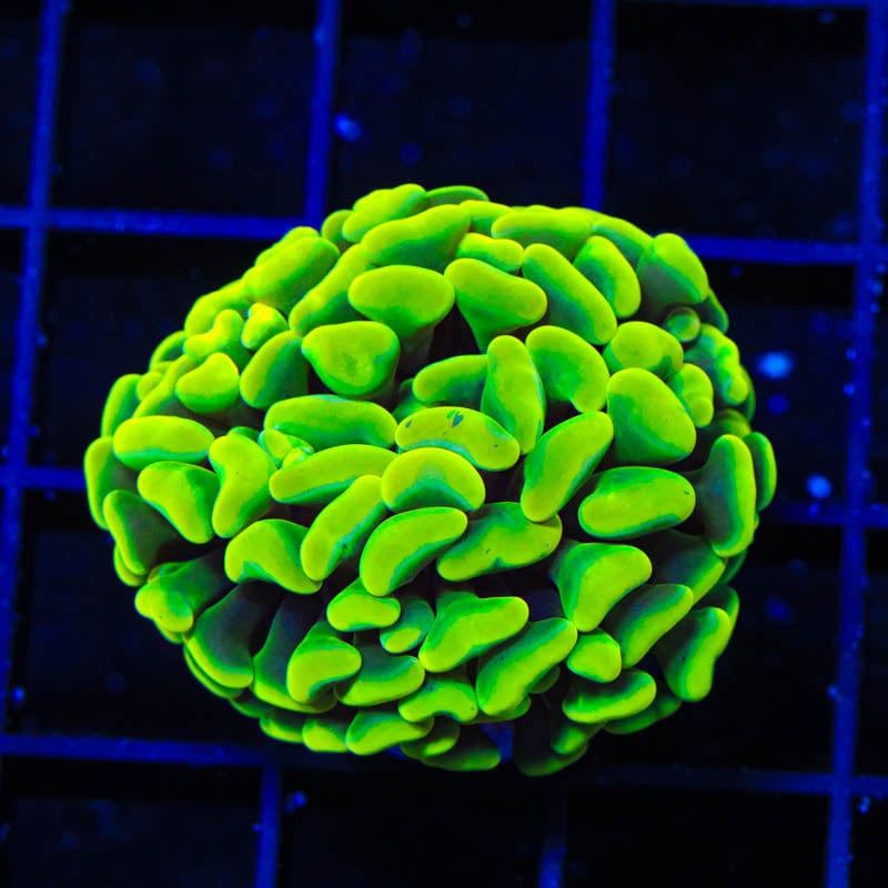 Key Lime Pie Hammer Coral