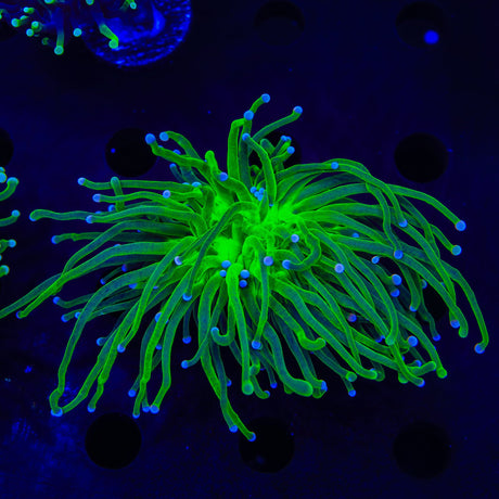 Key Lime Torch Coral