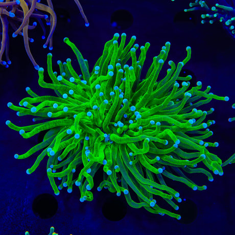 Key Lime Torch Coral
