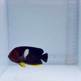 Keyhole Dwarf Angel Fish