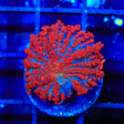 King Julius Bounce Mushroom Coral