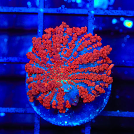 King Julius Bounce Mushroom Coral