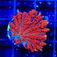 King Julius Bounce Mushroom Coral