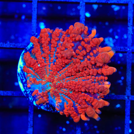 King Julius Bounce Mushroom Coral