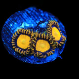 King Midas Zoanthids Coral