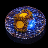 King Midas Zoanthids Coral