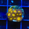 King Midas Zoanthids Coral