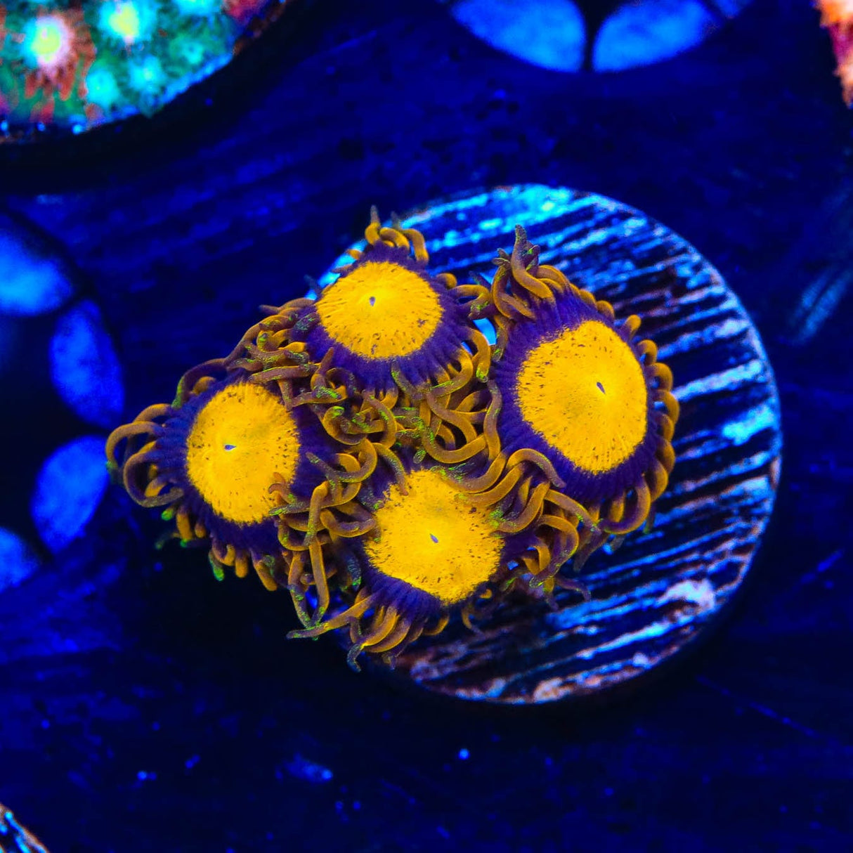 King Midas Zoanthids Coral