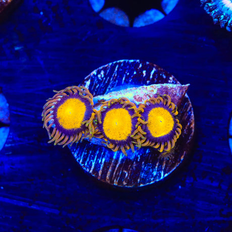 King Midas Zoanthids Coral