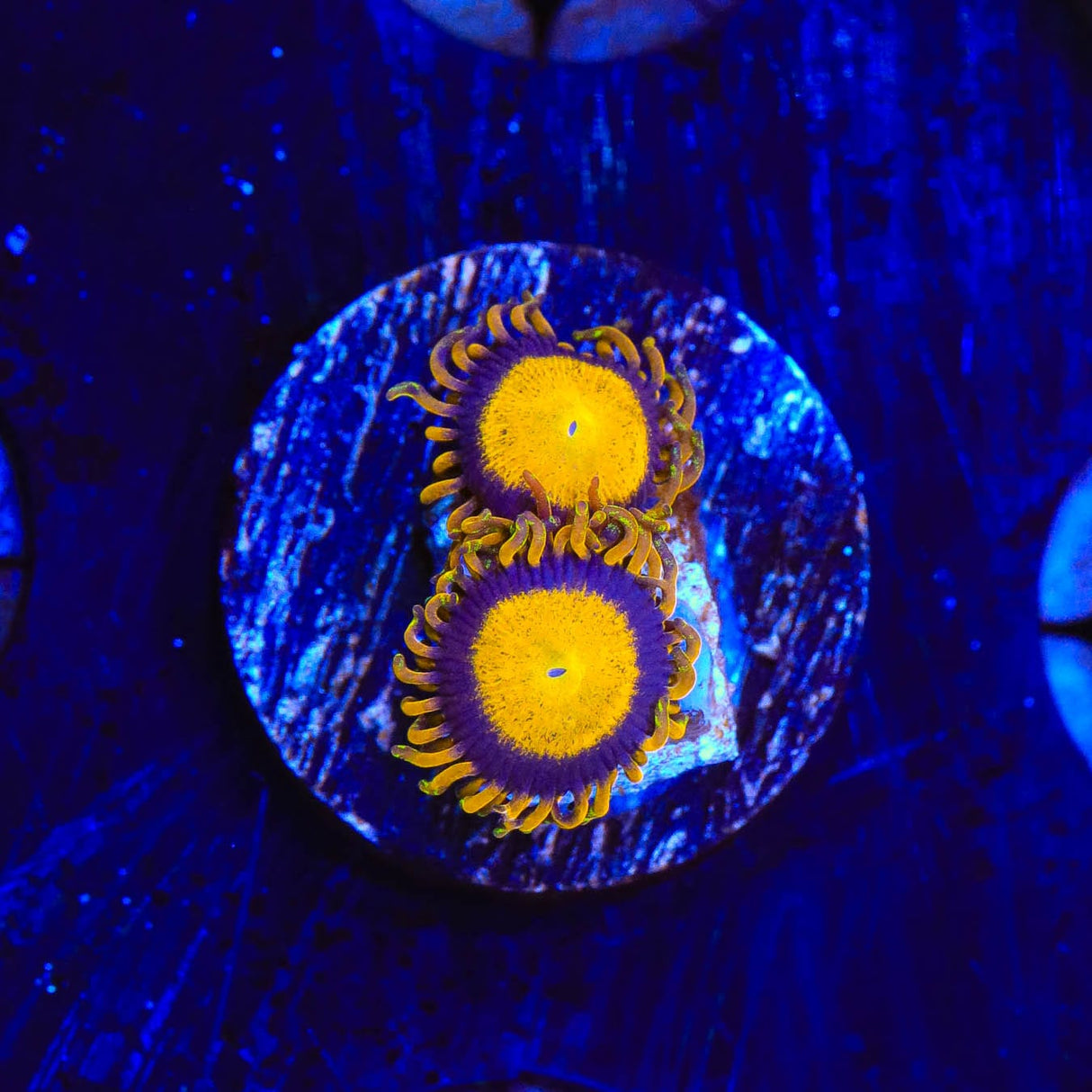 King Midas Zoanthids Coral