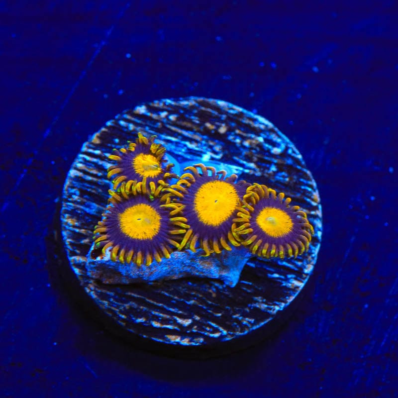 King Midas Zoanthids Coral