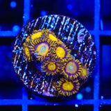 King Midas Zoanthids Coral