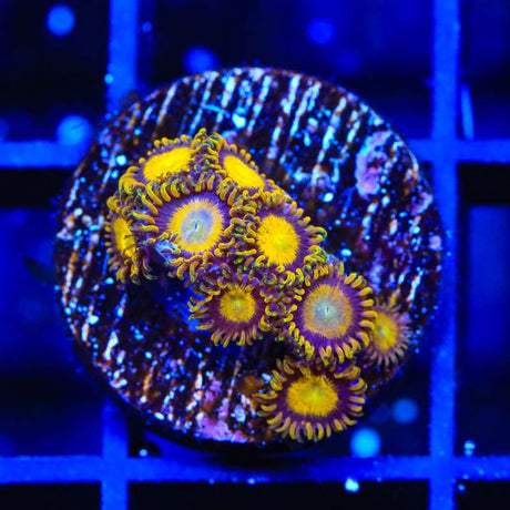King Midas Zoanthids Coral